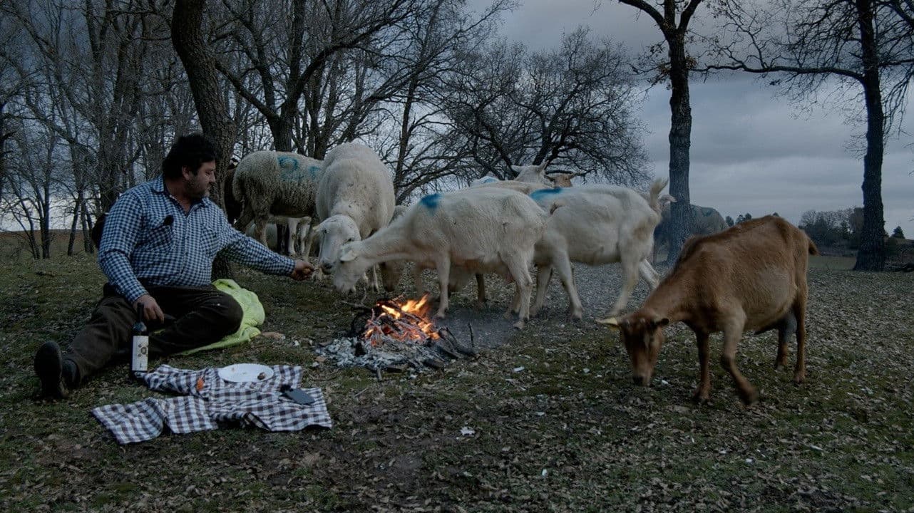 Las ovejas del planeta Tierra