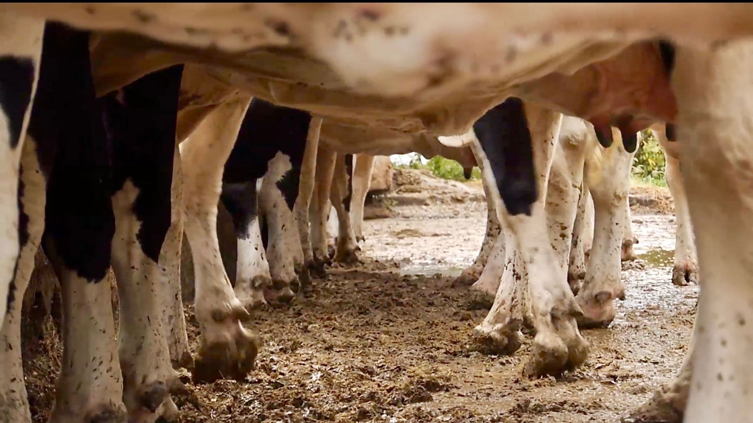 Les vaches n'auront plus de nom