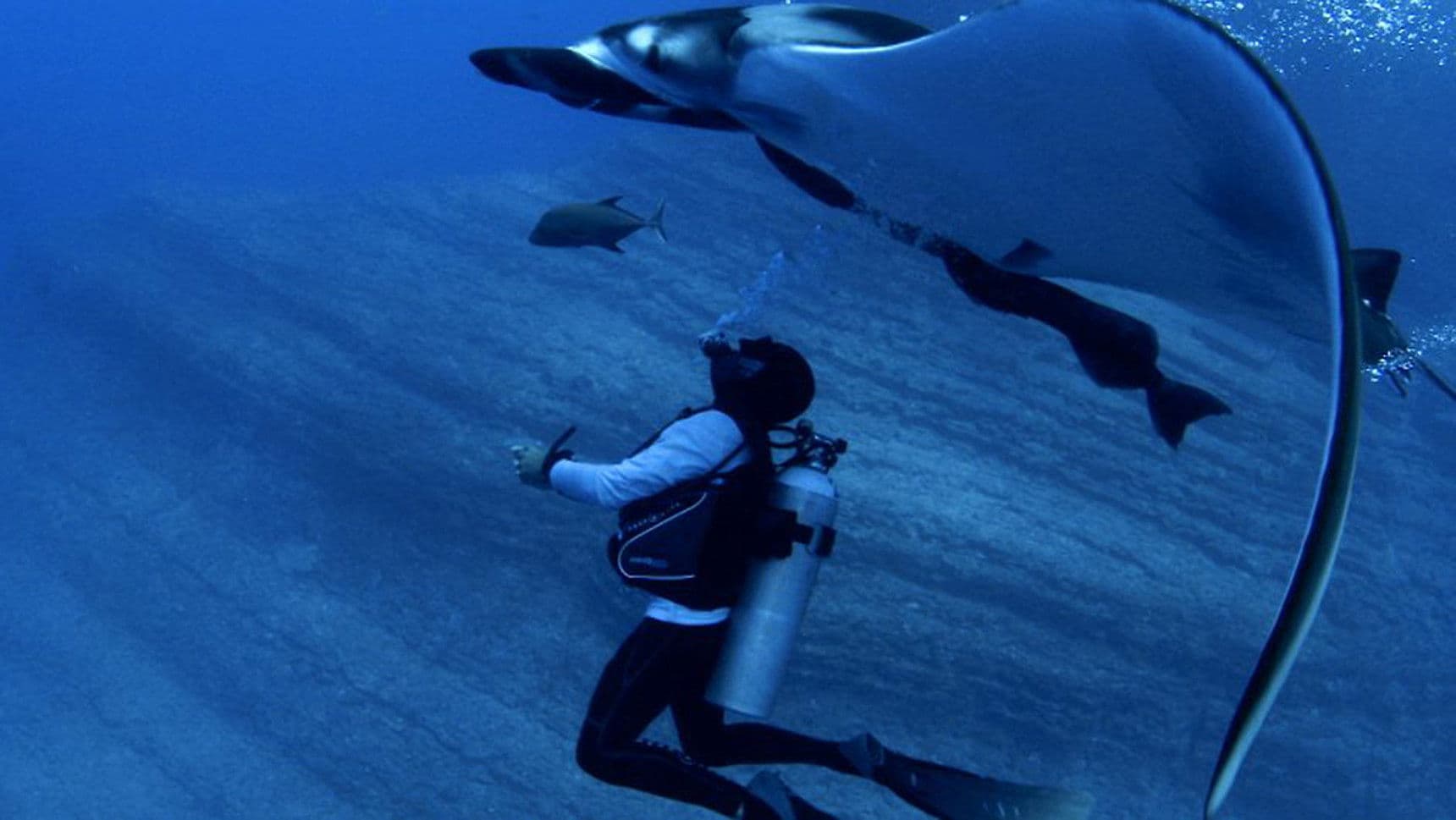 만타가오리, 외계생명체와 조우