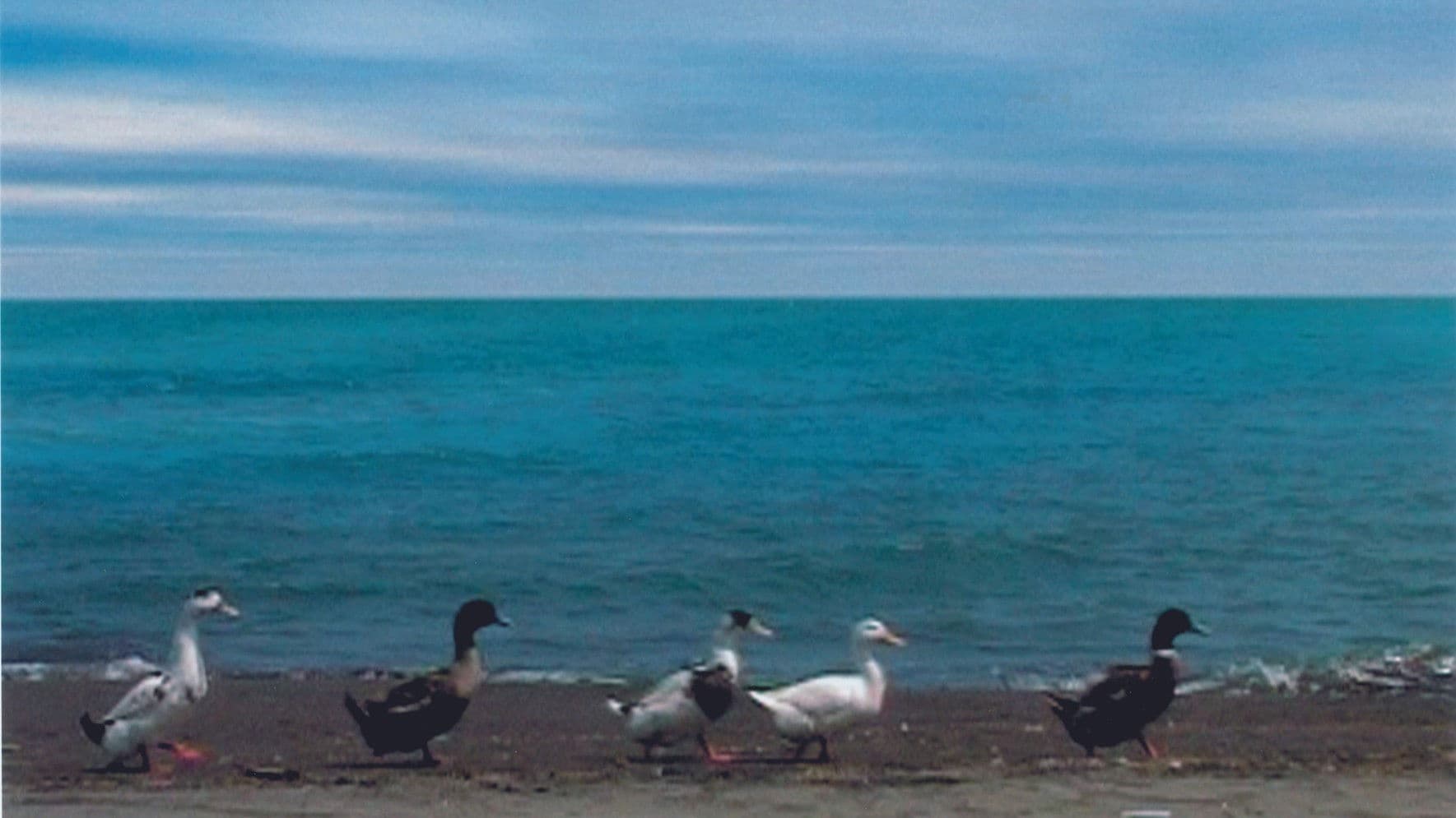 Five Dedicated to Ozu