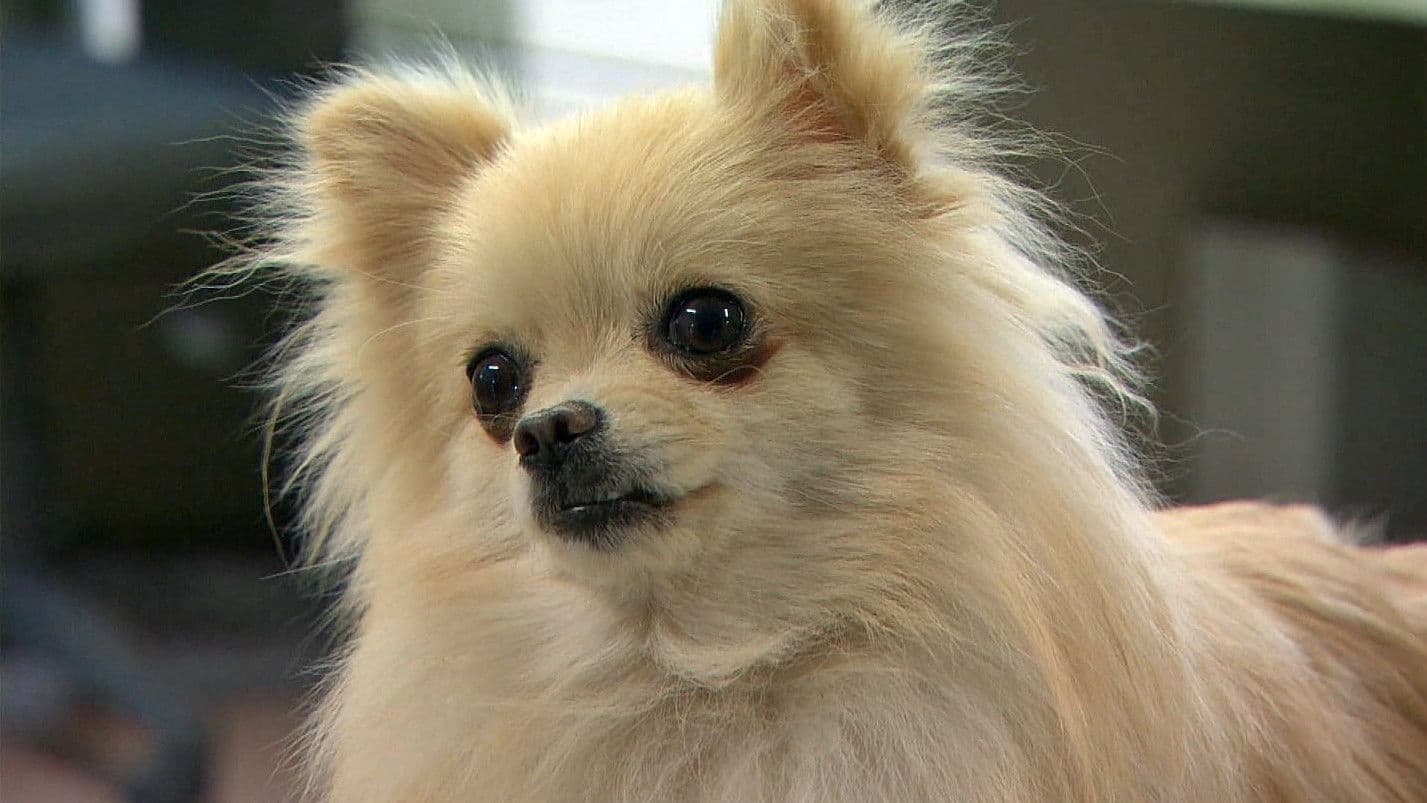 犬を飼うということ