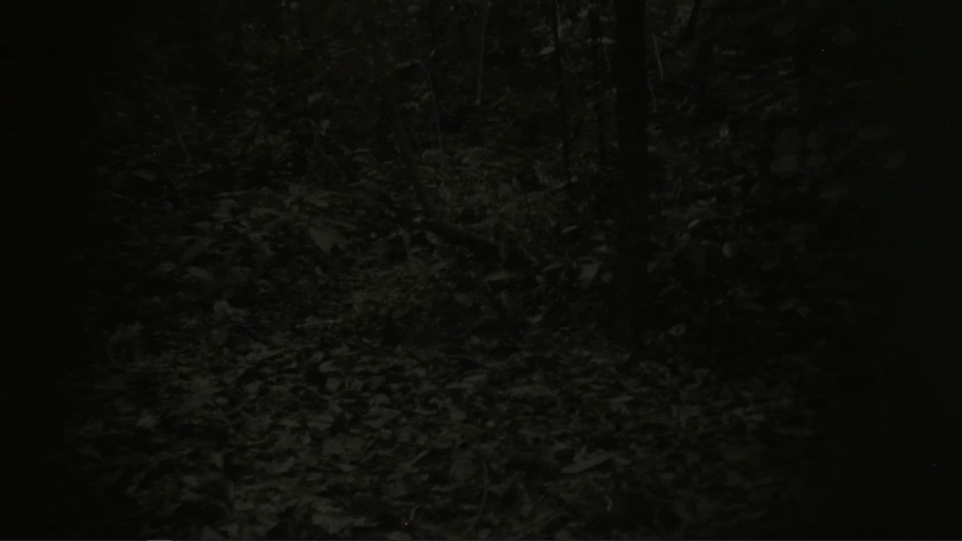 They Can Be Seen From A Distance