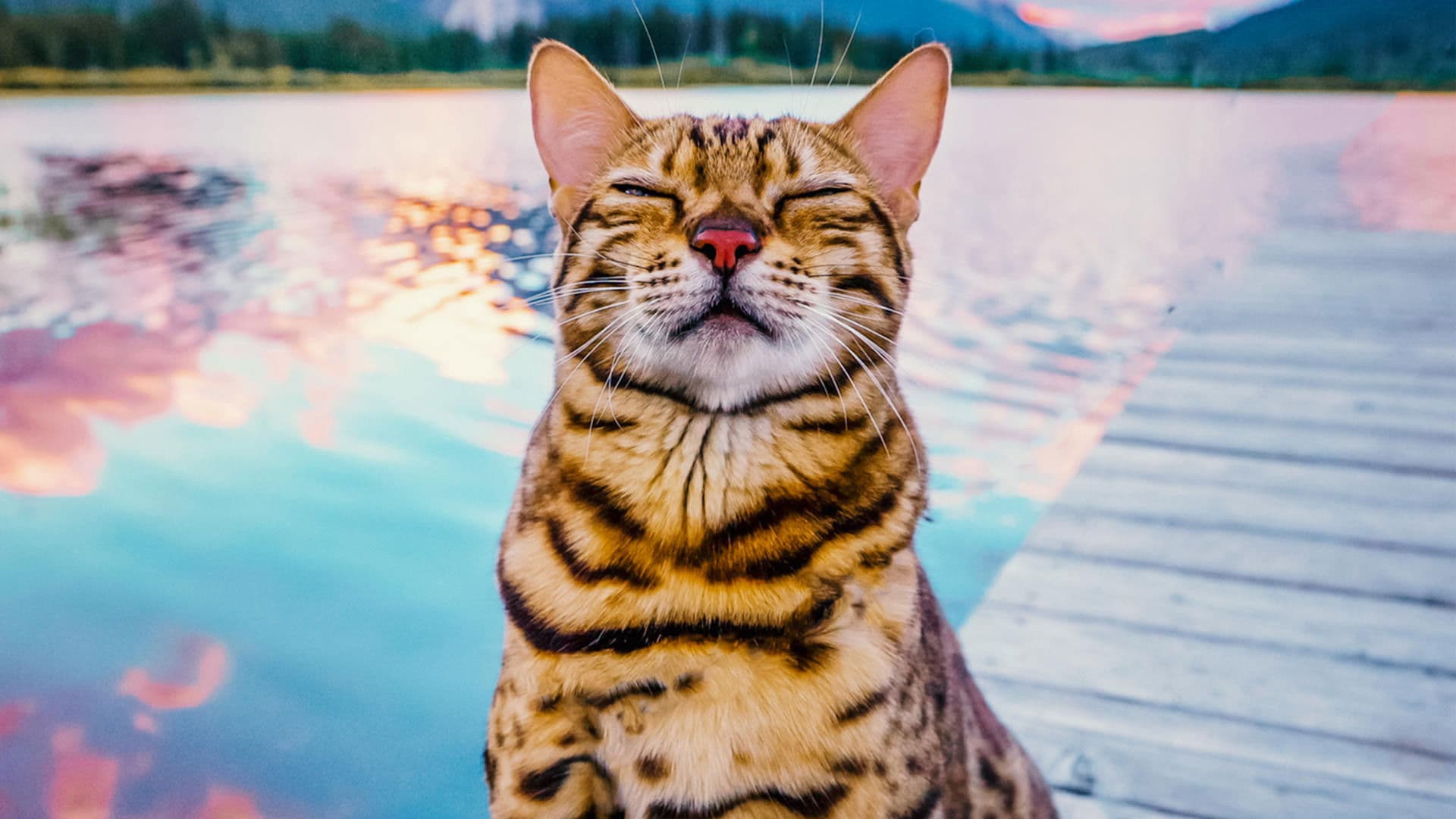 #캣츠: 냥스타그램의 세계