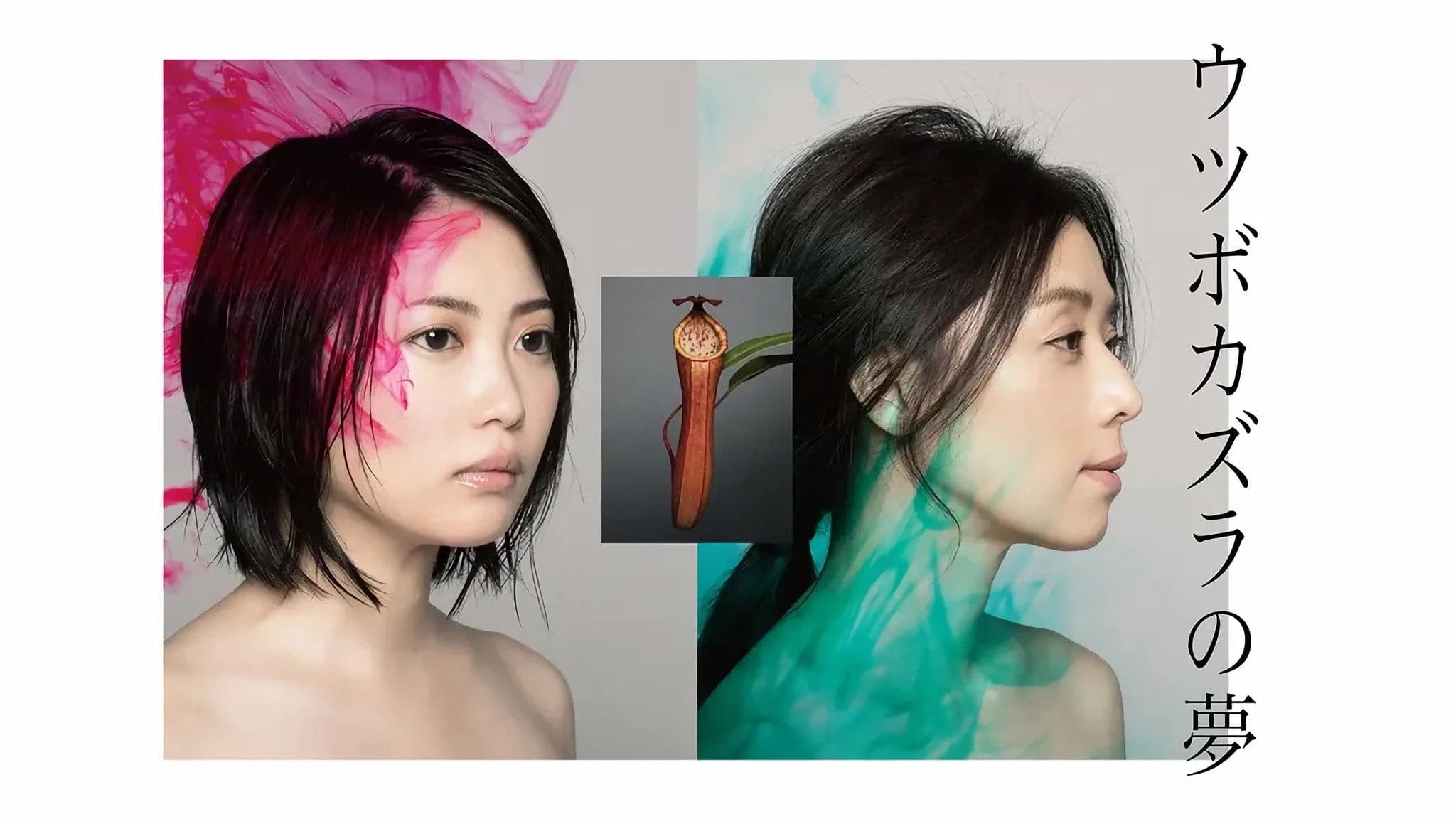 우츠보카즈라의 꿈