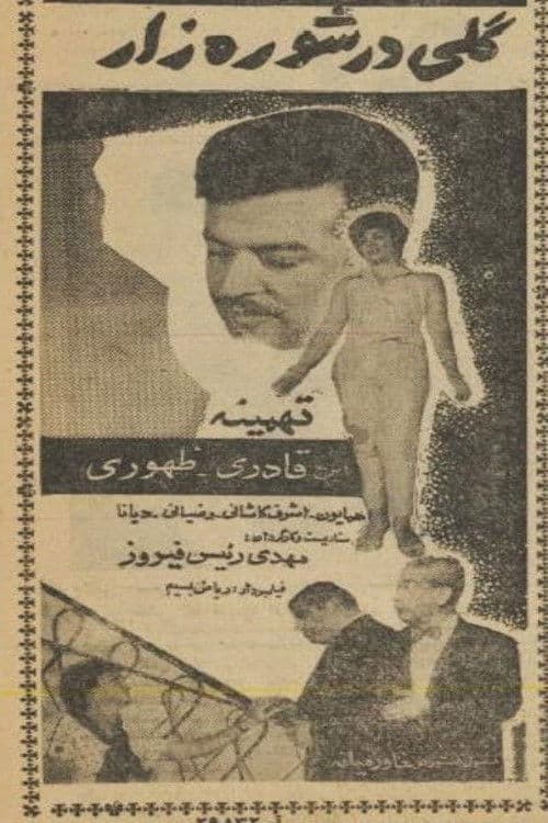 گلی در شوره‌زار