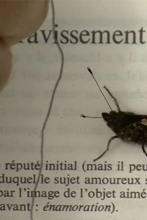 L’amour sur le chemin des roncettes