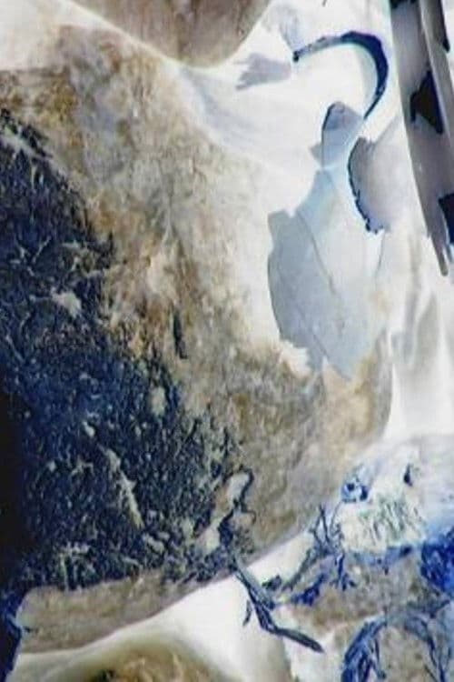 生態系-17-カストル