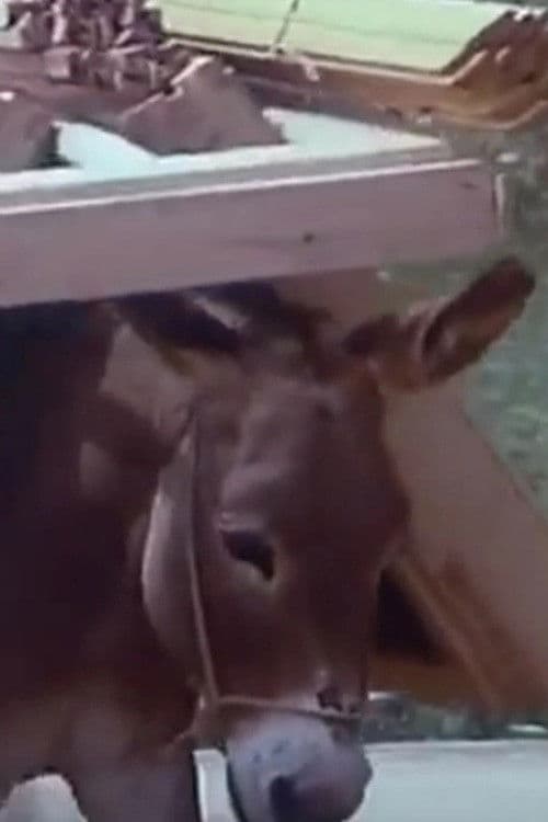 O ljudima i magarcima