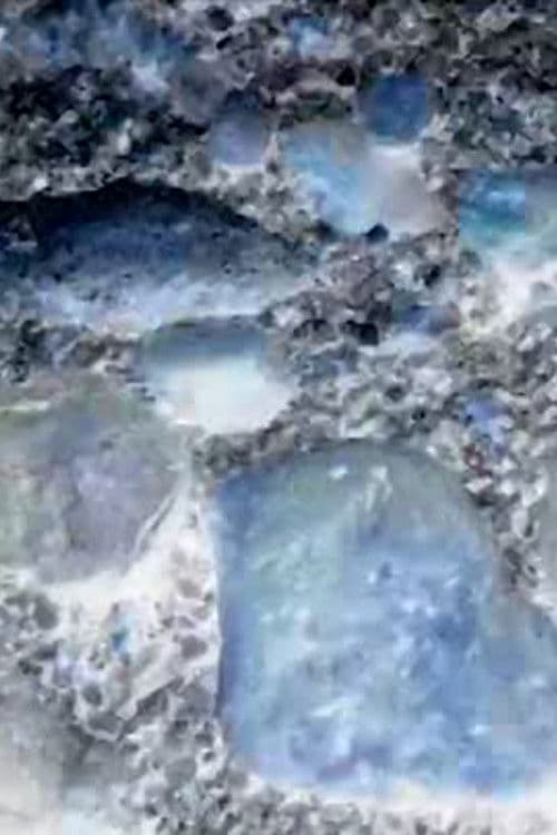 生態系-21-大犬座