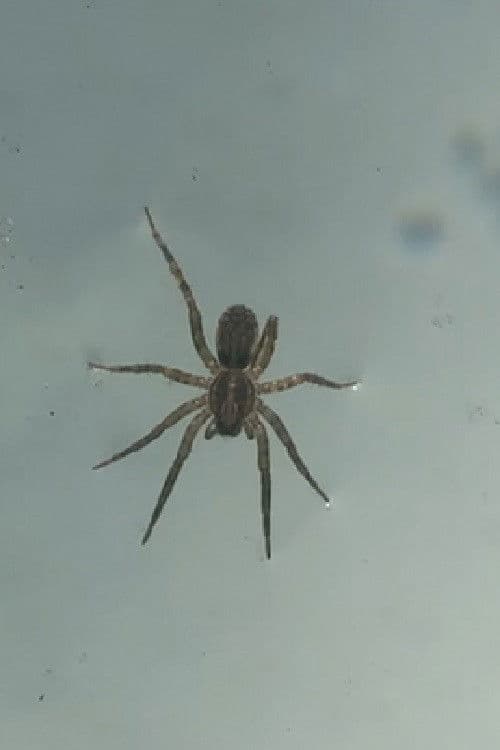 Mirno idem krivim putem