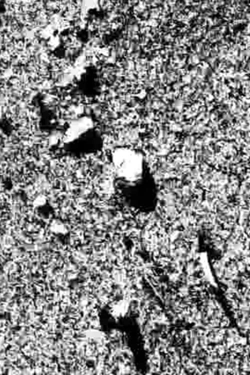 生態系-28-密度2