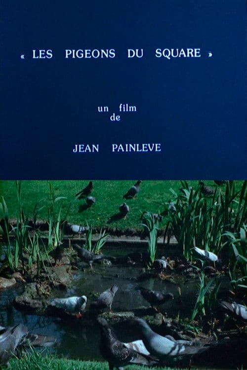 Les pigeons du square