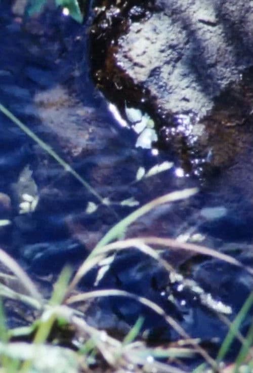 La Source De La Loire