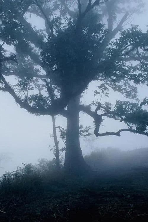 สัตว์วิกาล