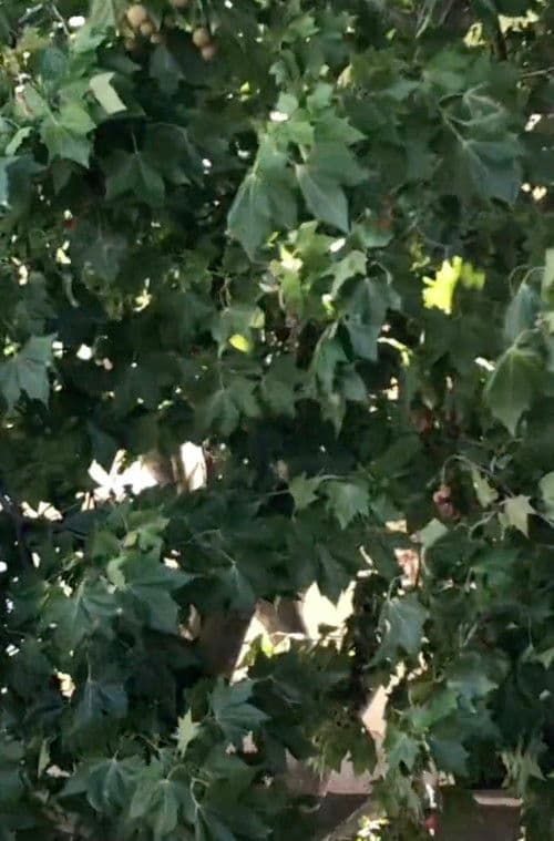 Um Pequeno Objecto Entre Pollet e Ponge, Um Ovo