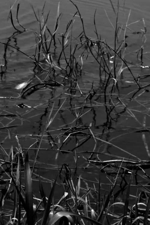 มัชฌิมาปฏิปทา