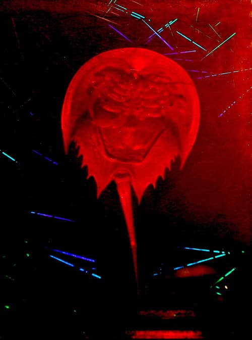 A Horseshoe Crab Story