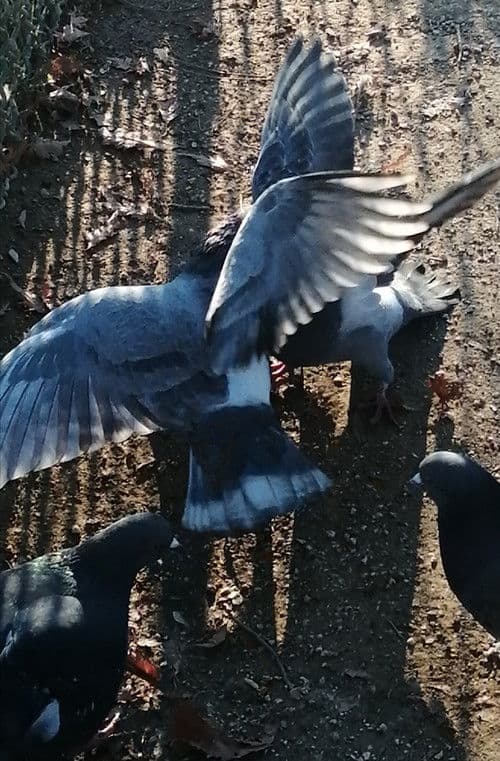 J'ai vu des oiseaux-moqueurs ricaner sous le soleil de Valence