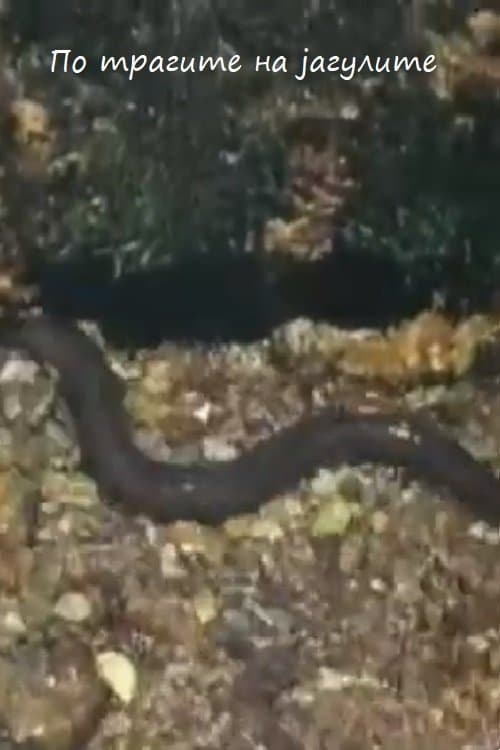 По трагите на јагулите