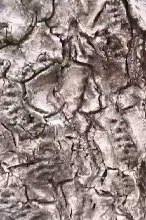 生態系-16-ジオイド