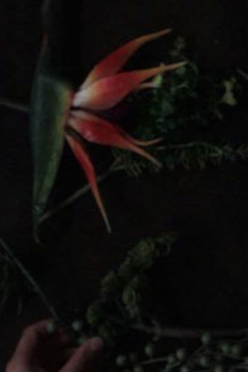 still life composition 'an accompaniment for life'