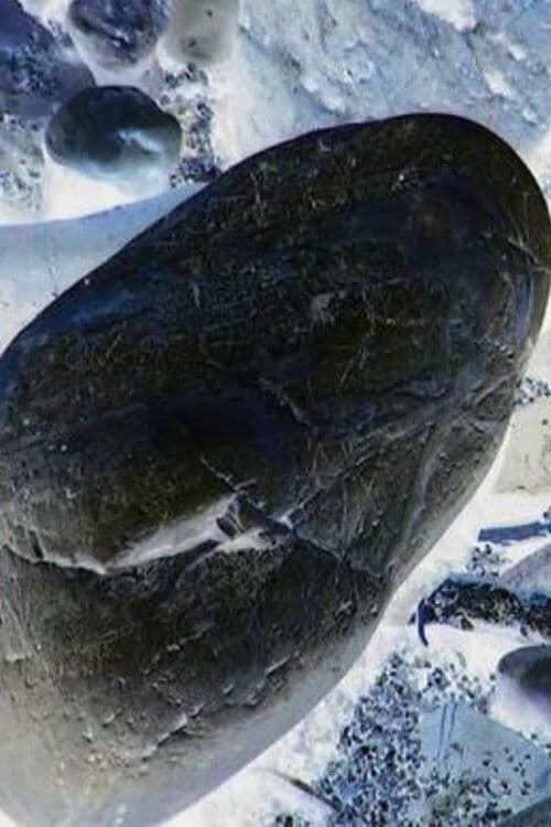 生態系-20-ストーン