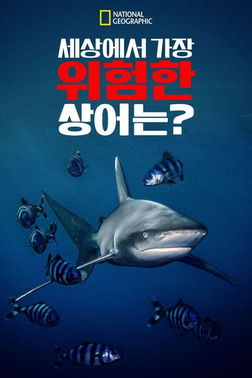 세상에서 가장 위험한 상어는?