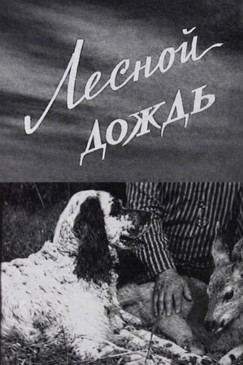 Лесной дождь