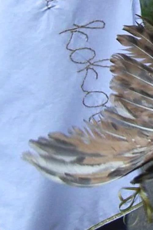 Život, priključenija i održivi razvoj jednog kokota