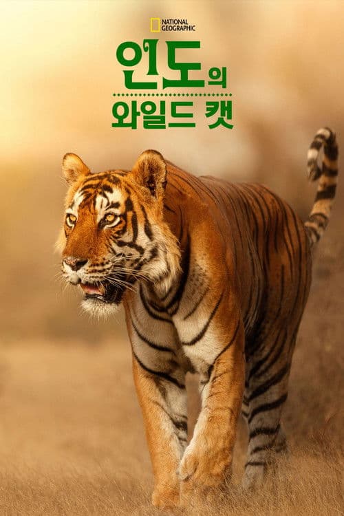 인도의 와일드 캣