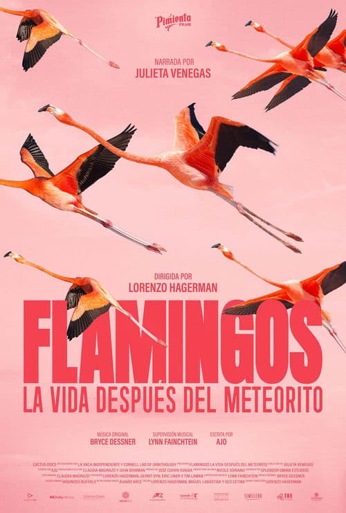 Flamingos