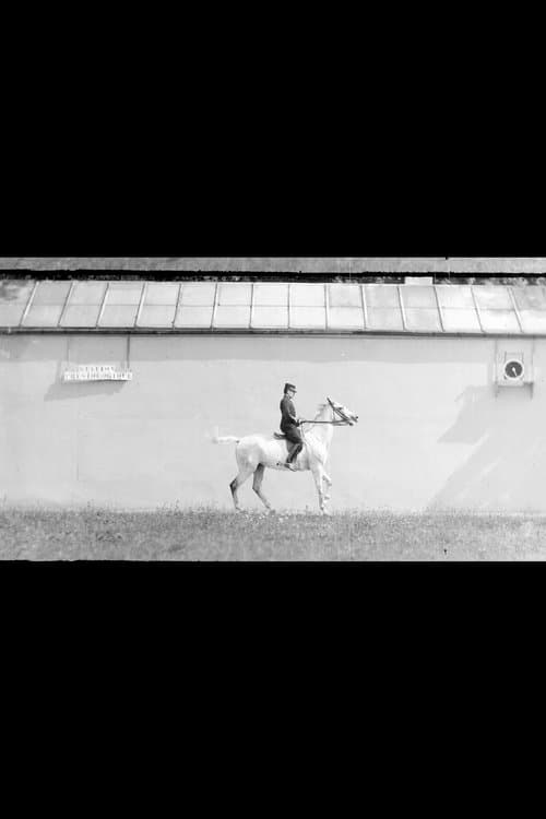 Cheval Bai, Monté, Trot