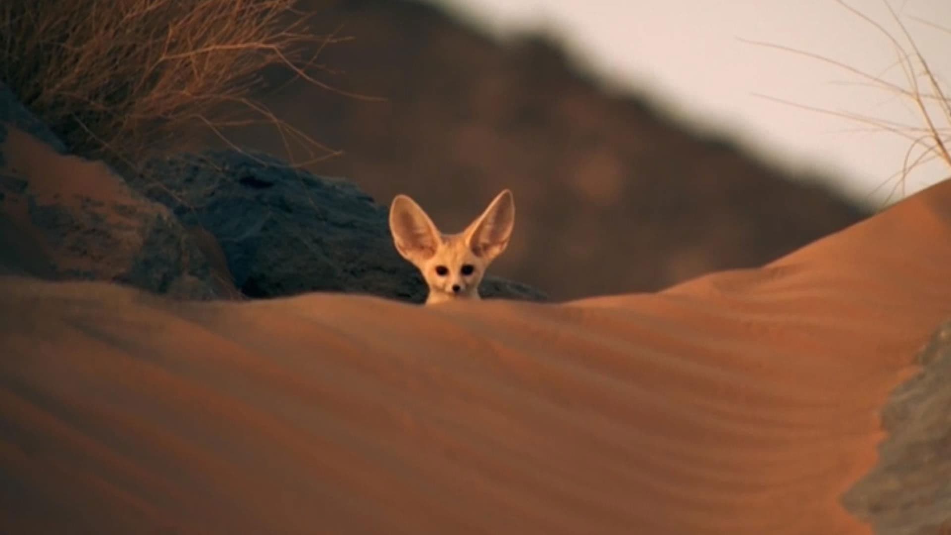 우리의 마음을 사로잡는 귀여운 동물들