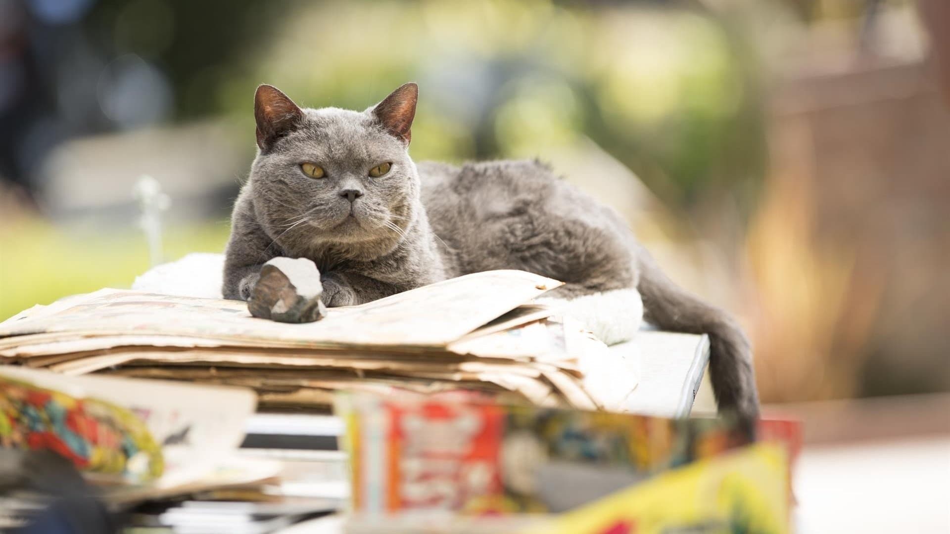 고양이 살인사건