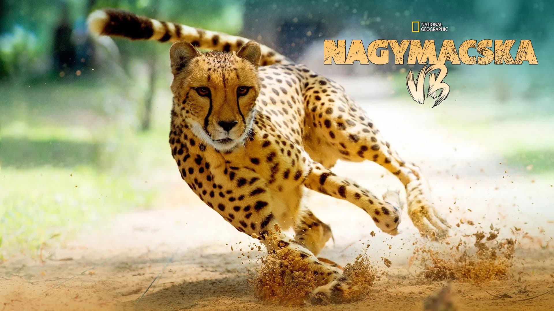 게임 오브 빅캣