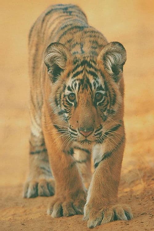 전설의 호랑이 브로큰 테일