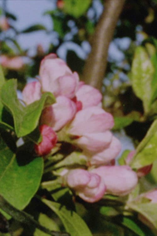 Autumn Rush for Kurt Kren and Winter and Spring and Summer