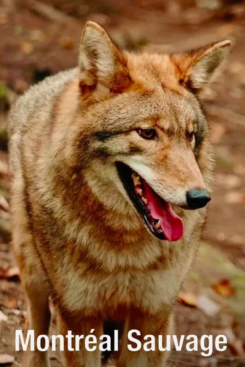 Montréal sauvage
