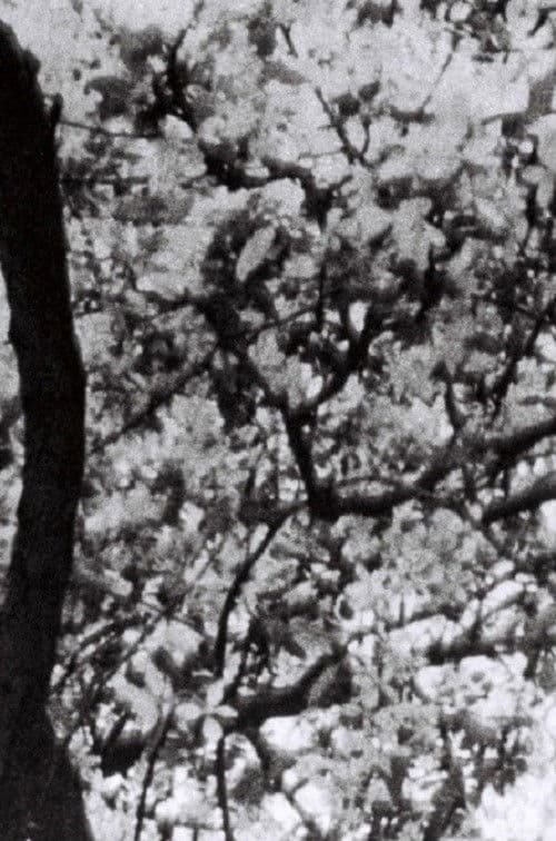 요나스 메카스를 위해서